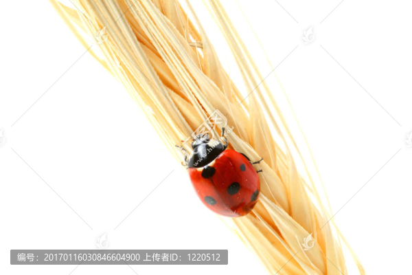 瓢蟲對(duì)小麥