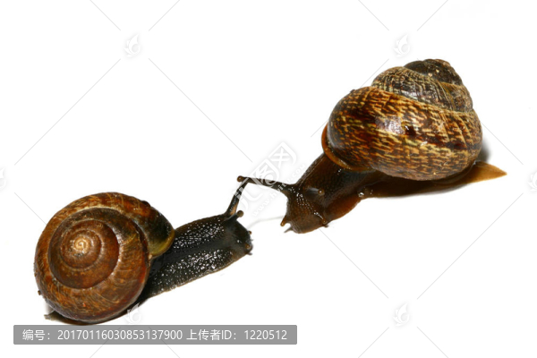 孤立的殼