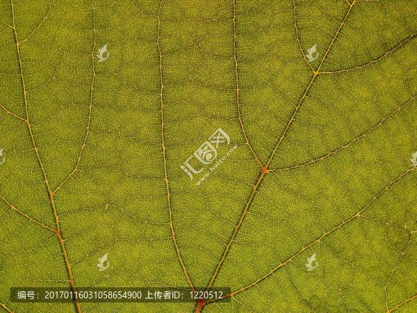 綠色的葉子