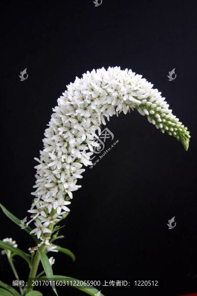 鵝頸金錢草（珍珠菜）