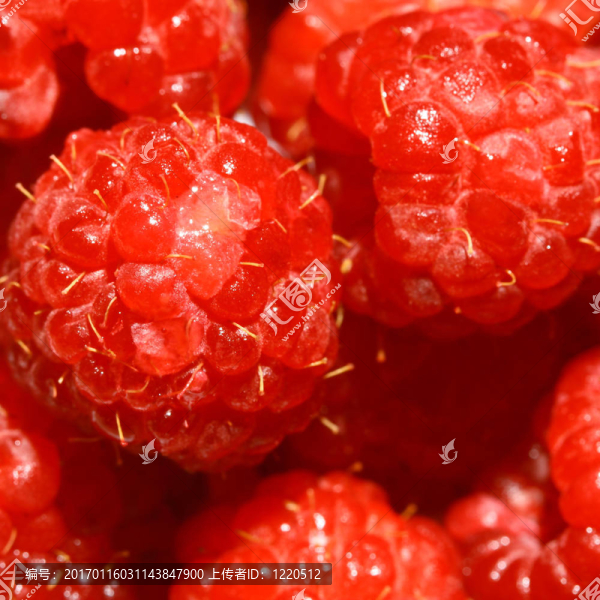 覆盆子-匯圖網(wǎng) www.fosd68.com 覆盆子