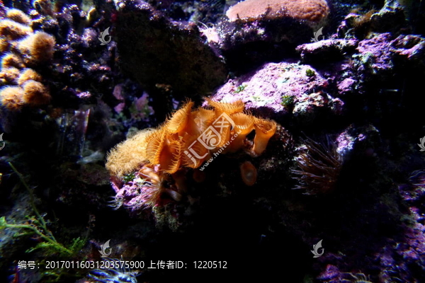 珊瑚礁