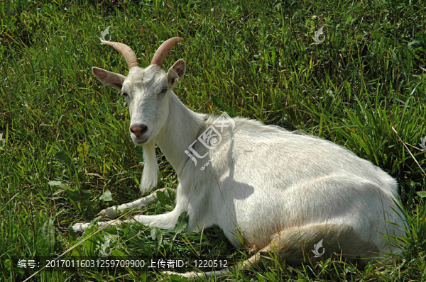 白山羊