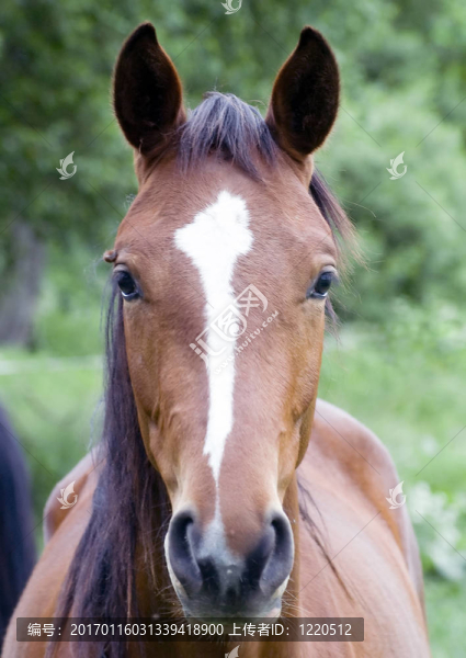 棕色的馬