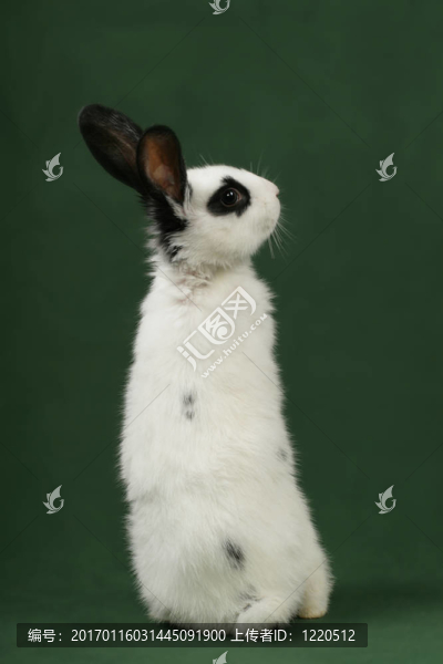 可愛的兔子