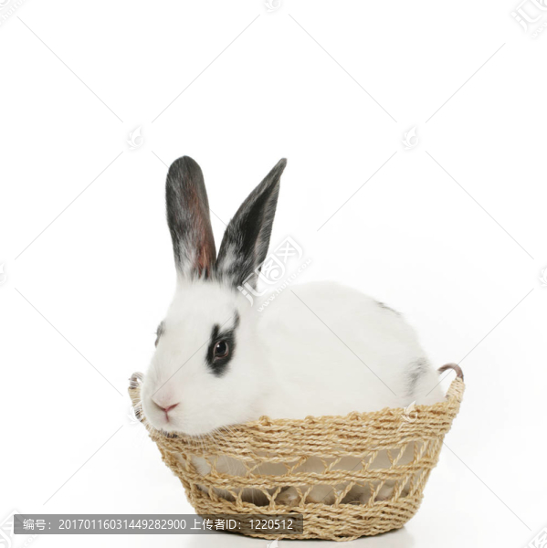 可愛的兔子