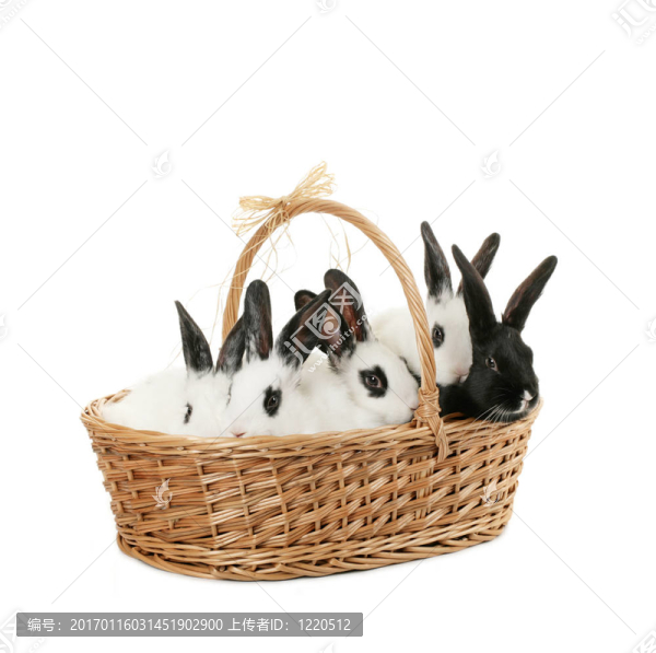 可愛的小兔子