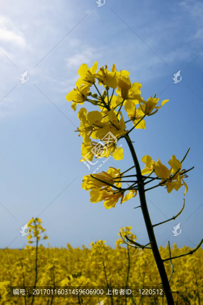 油菜花