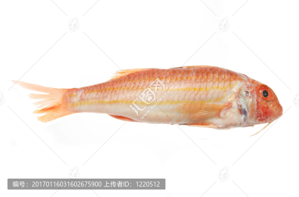紅Mullet魚