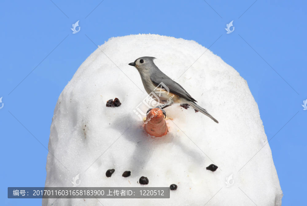 雪人上的鳥