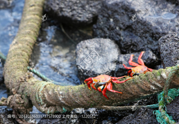 兩個Sally,Lightfoot,Crabs