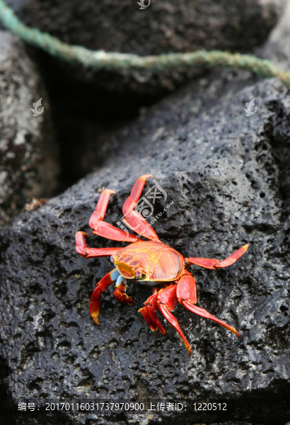 火山巖Sally,Lightfoot,Crab