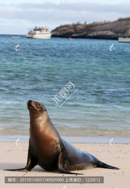 年輕的海獅
