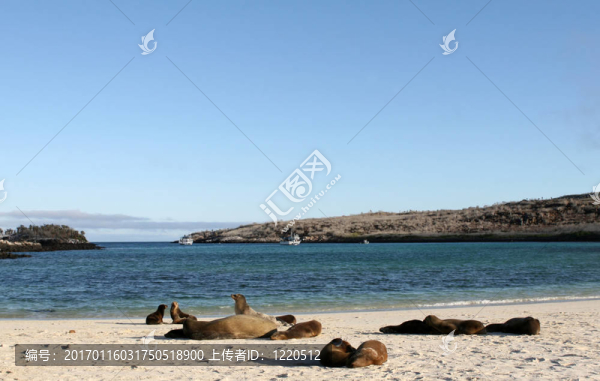 Beach的海洋獅子