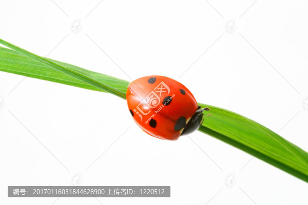 紅瓢蟲