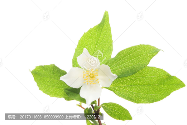 桑橙