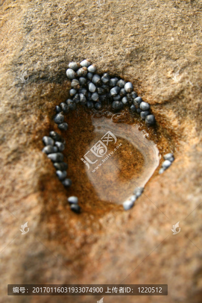 澳大利亞的巖石海灣；植物學(xué)的海灣；悉尼