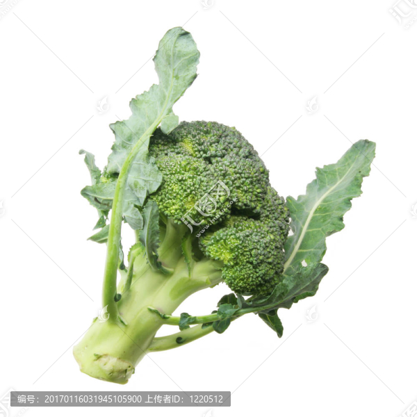 西蘭花白