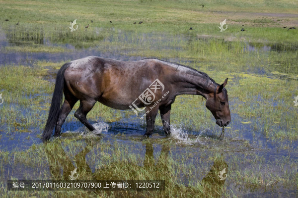 馬