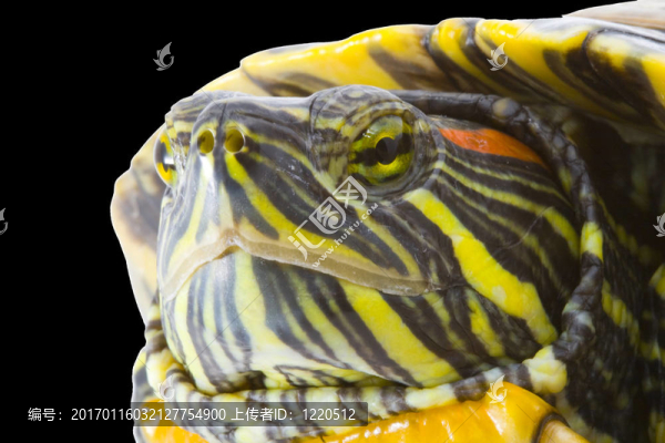 Pseudemys,scripta