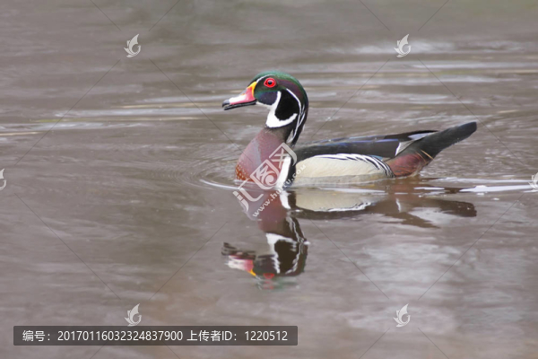 Wood,Duck（Aix,sponsa）