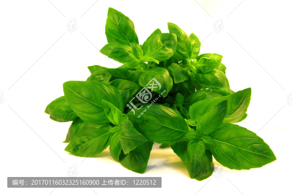 新鮮羅勒花束
