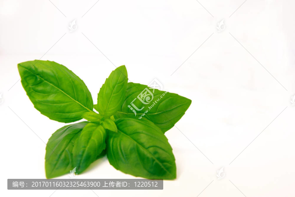 鮮羅勒