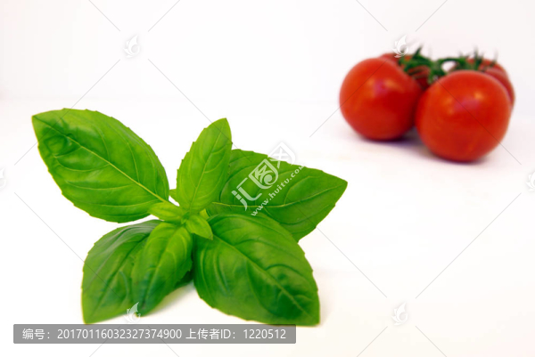 新鮮的番茄和羅勒