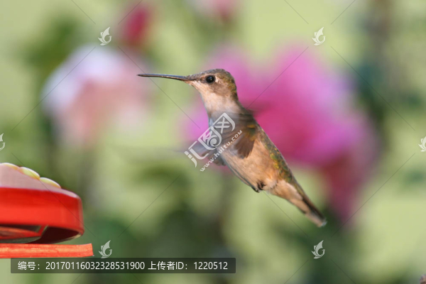 紅寶石喉蜂鳥