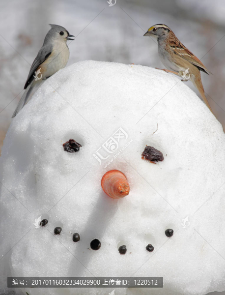 兩個鳥在一個雪人