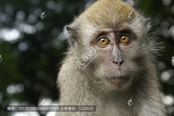 長(zhǎng)尾猴