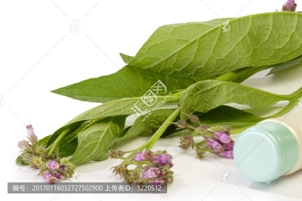 comfrey_cream