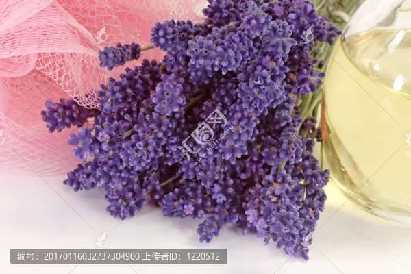 SPA薰衣草