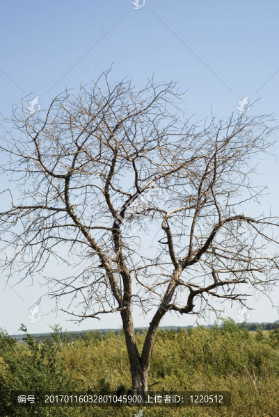 干式采油樹(shù)