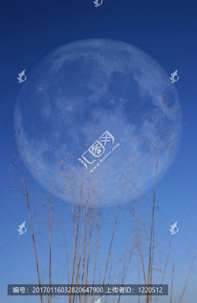 草與Moon