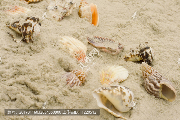 貝殼砂