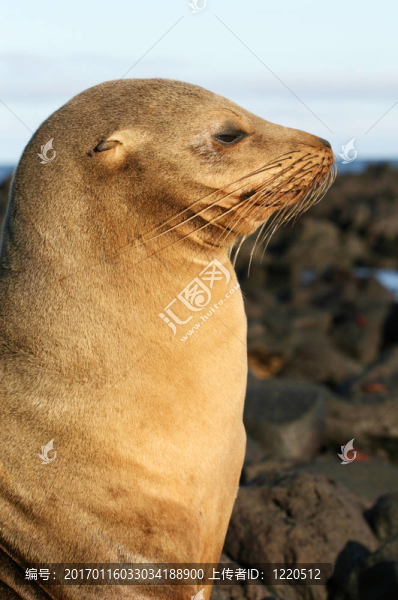 剖面上的海獅