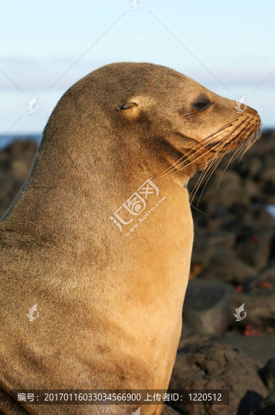 美麗的海獅