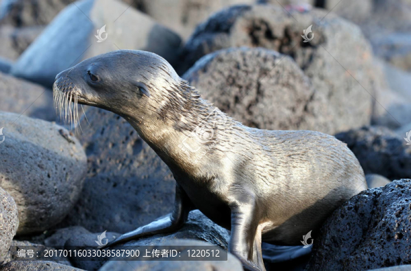 濕海獅子狗-匯圖網(wǎng) www.fosd68.com 濕海獅子狗