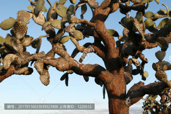 仙人掌
