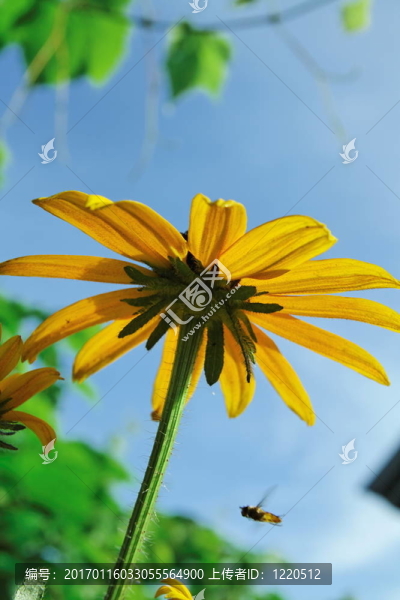 花