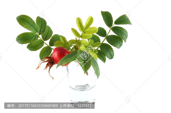 狗薔薇