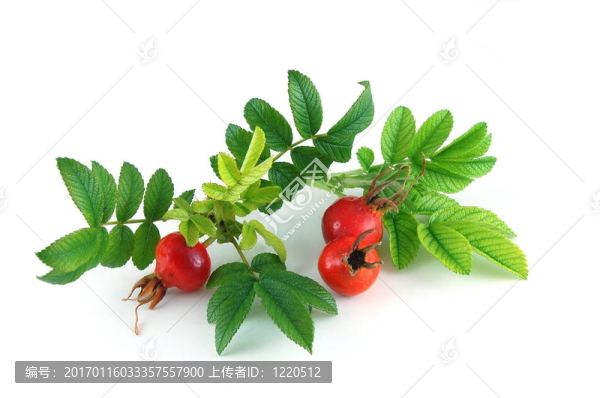 狗薔薇