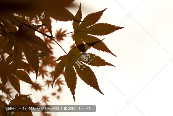白色背景上的紅色楓葉