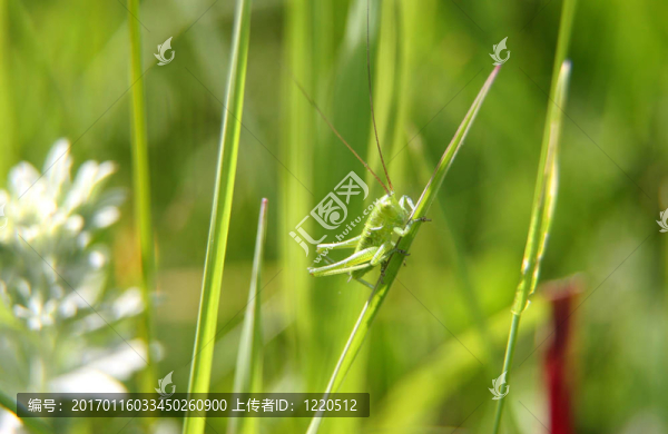 蚱蜢