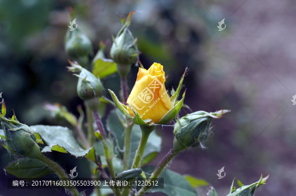 黃玫瑰