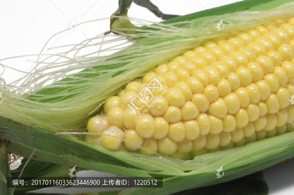 玉米棒子