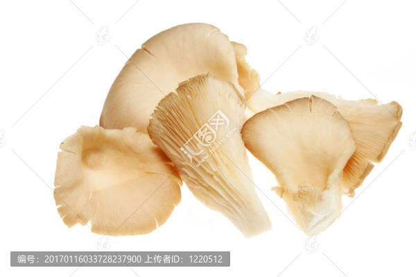 平菇組