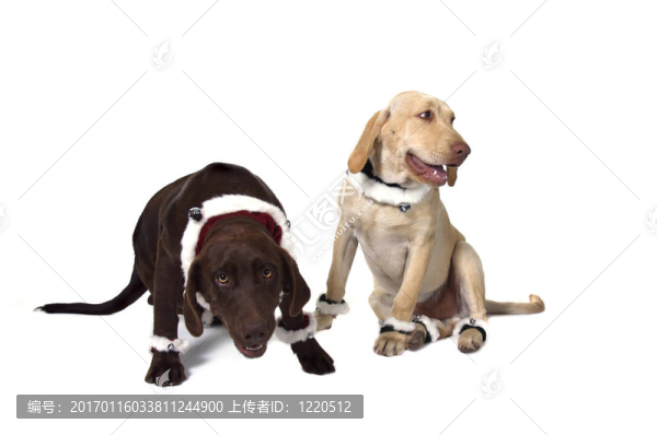 兩傻拉布拉多獵犬