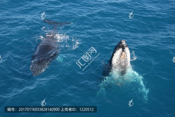 兩只鯨魚